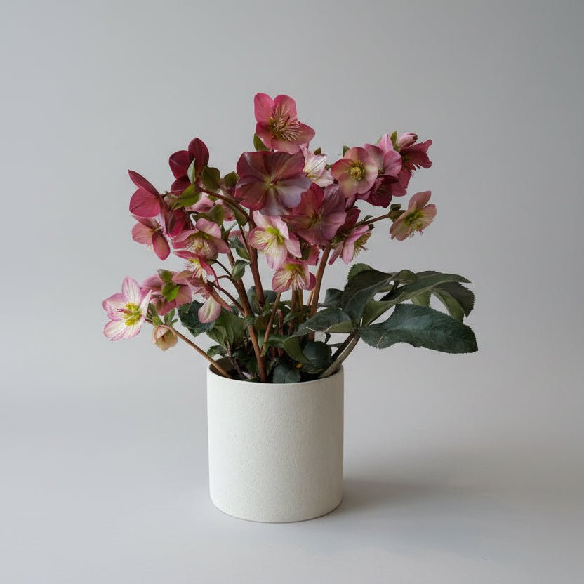 6" Purple Hellebore - Bloomfields