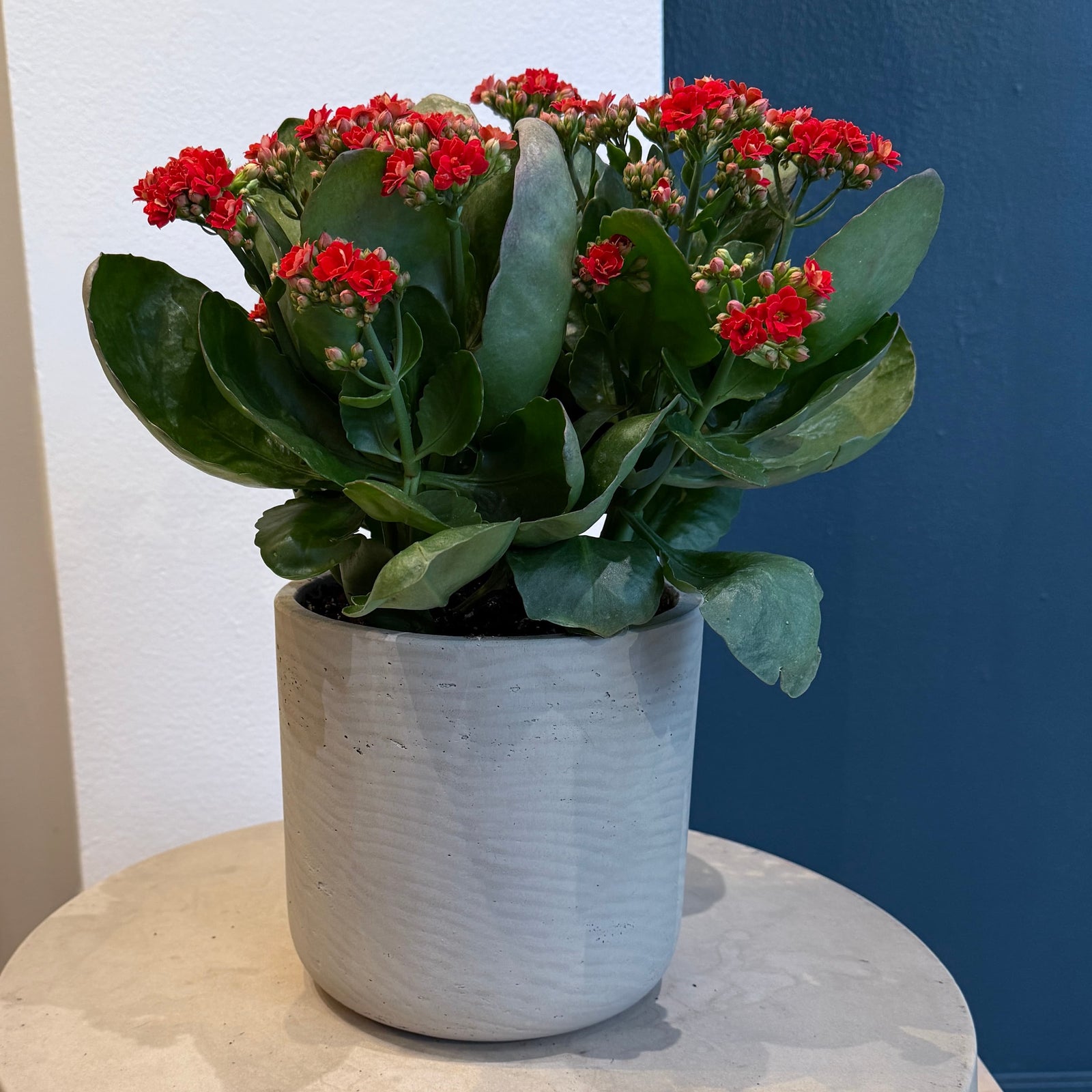 6" Red Calandiva - Bloomfields