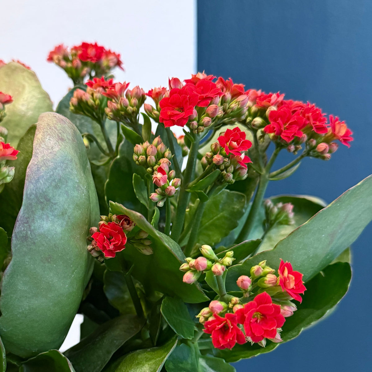 6&quot; Red Calandiva - Bloomfields