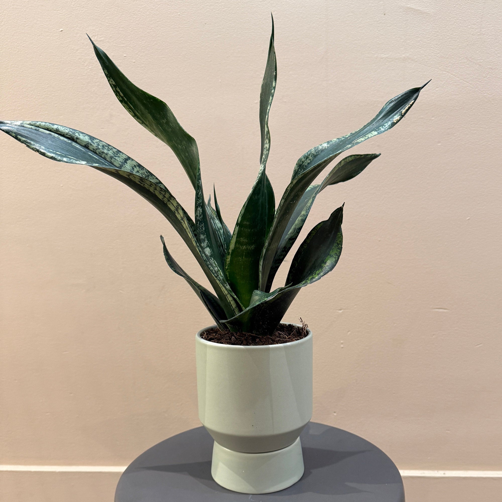 6" Sansevieria Whitney - Bloomfields