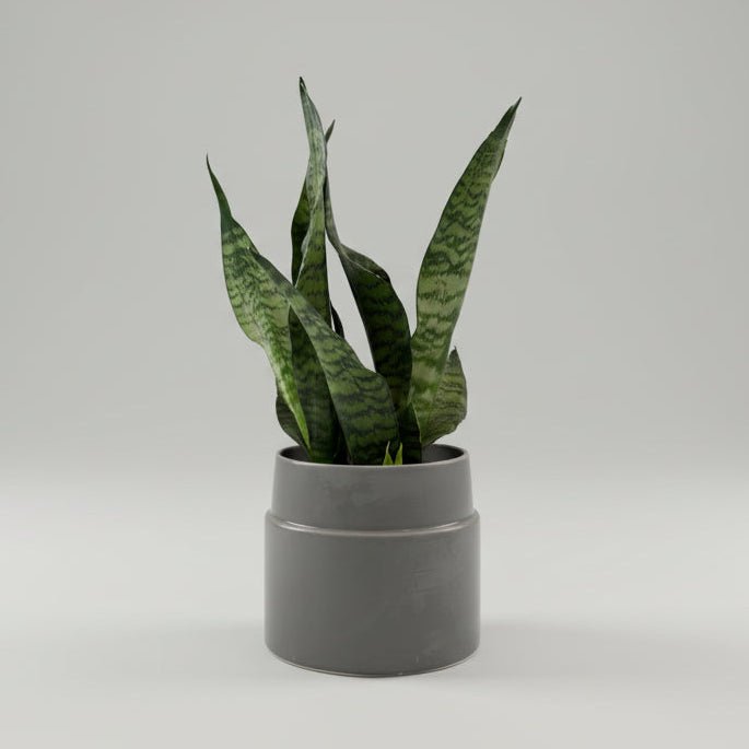 6" Sansevieria Zeylanica - Bloomfields