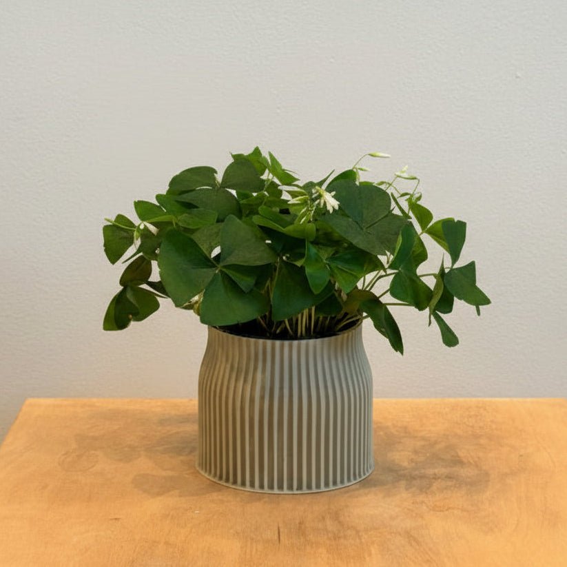 6" Shamrock Oxalis - Bloomfields