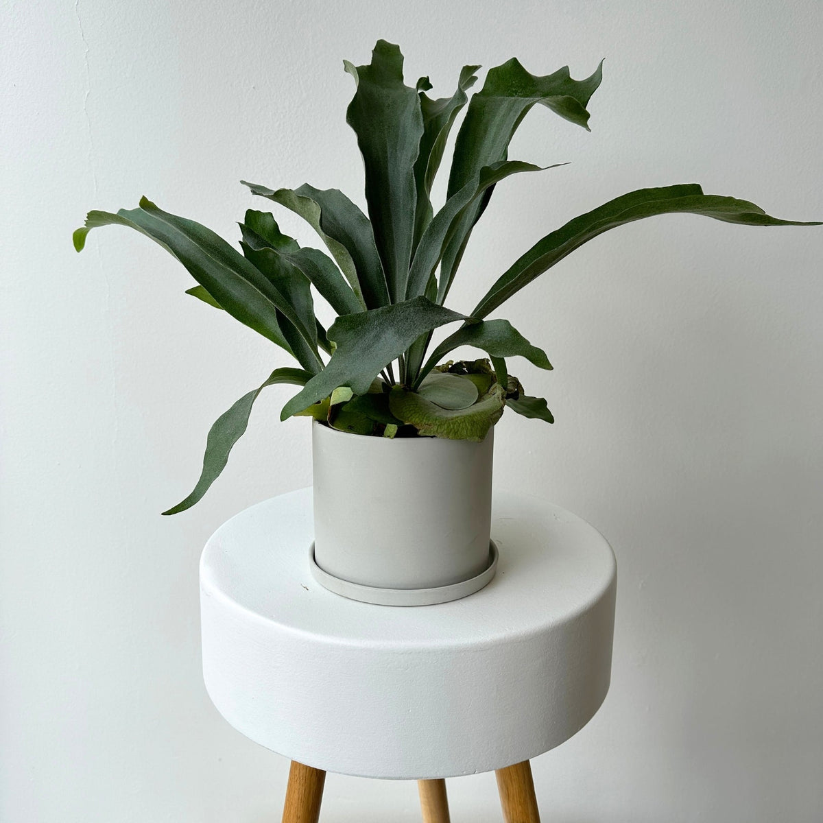 6&quot; Staghorn Fern - Bloomfields