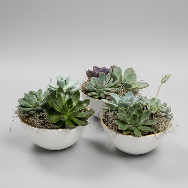 6" Succulent Planter - Bloomfields
