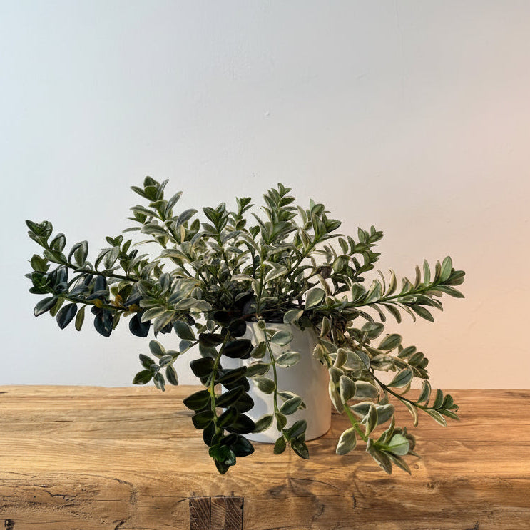 6" Variegated Goldfish Plant - Bloomfields