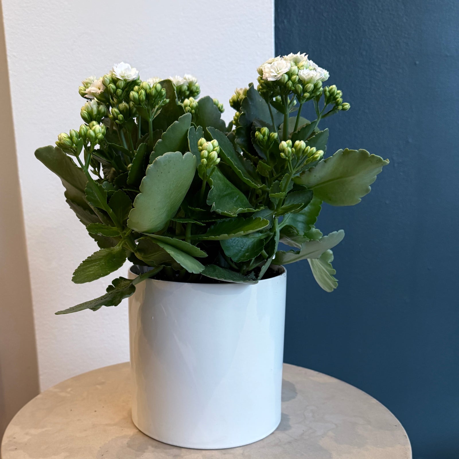 6" White Calandiva - Bloomfields