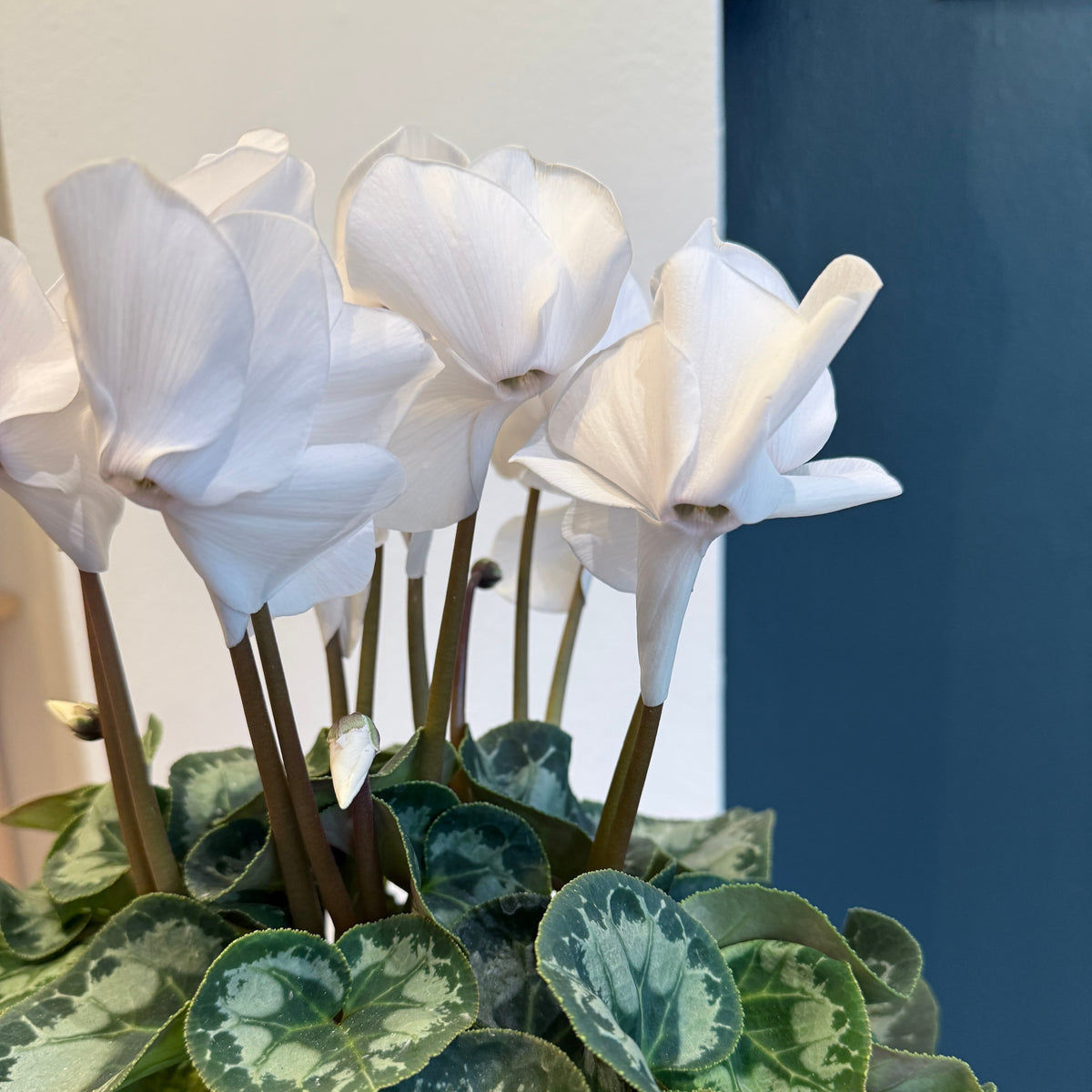 6&quot; White Cyclamen - Bloomfields