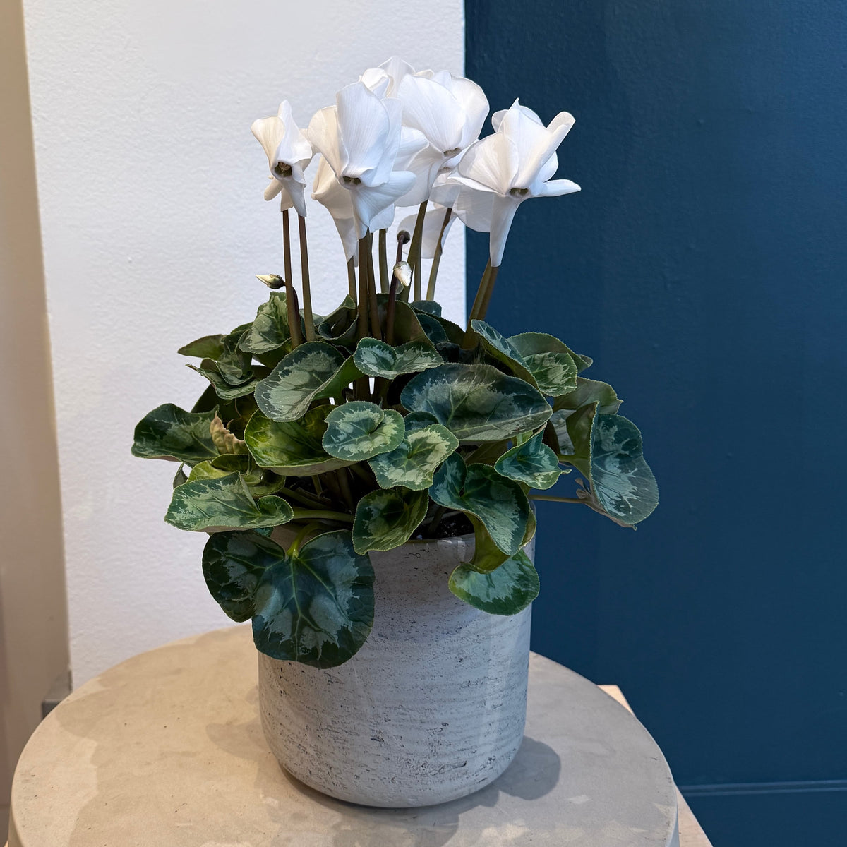 6&quot; White Cyclamen - Bloomfields