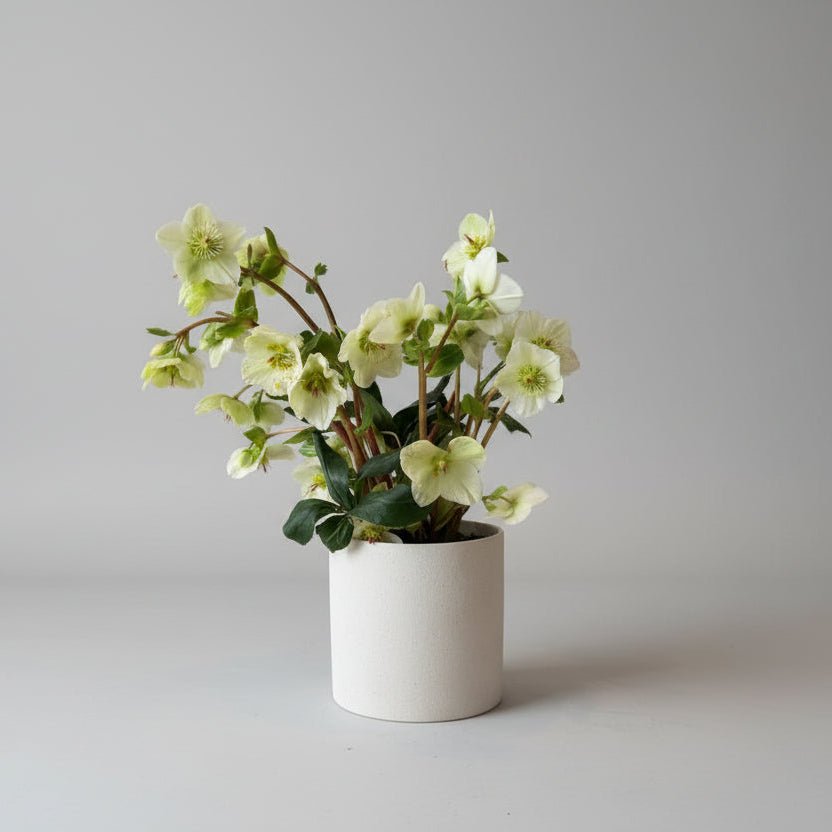6" White Hellebore - Bloomfields
