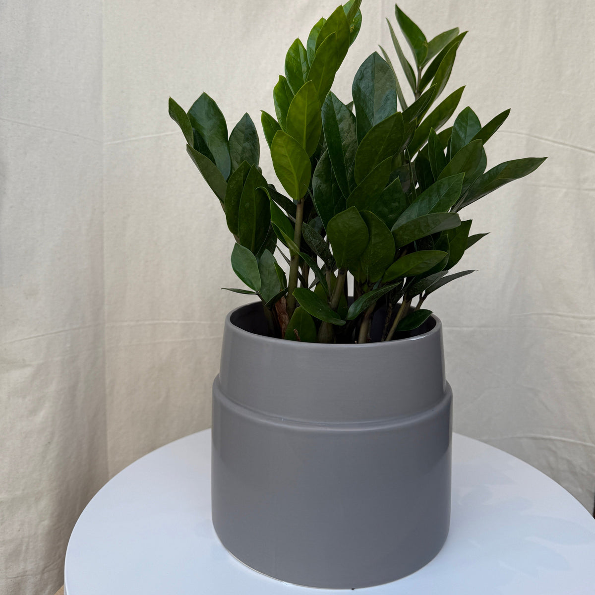 6&quot; ZZ Plant - Bloomfields