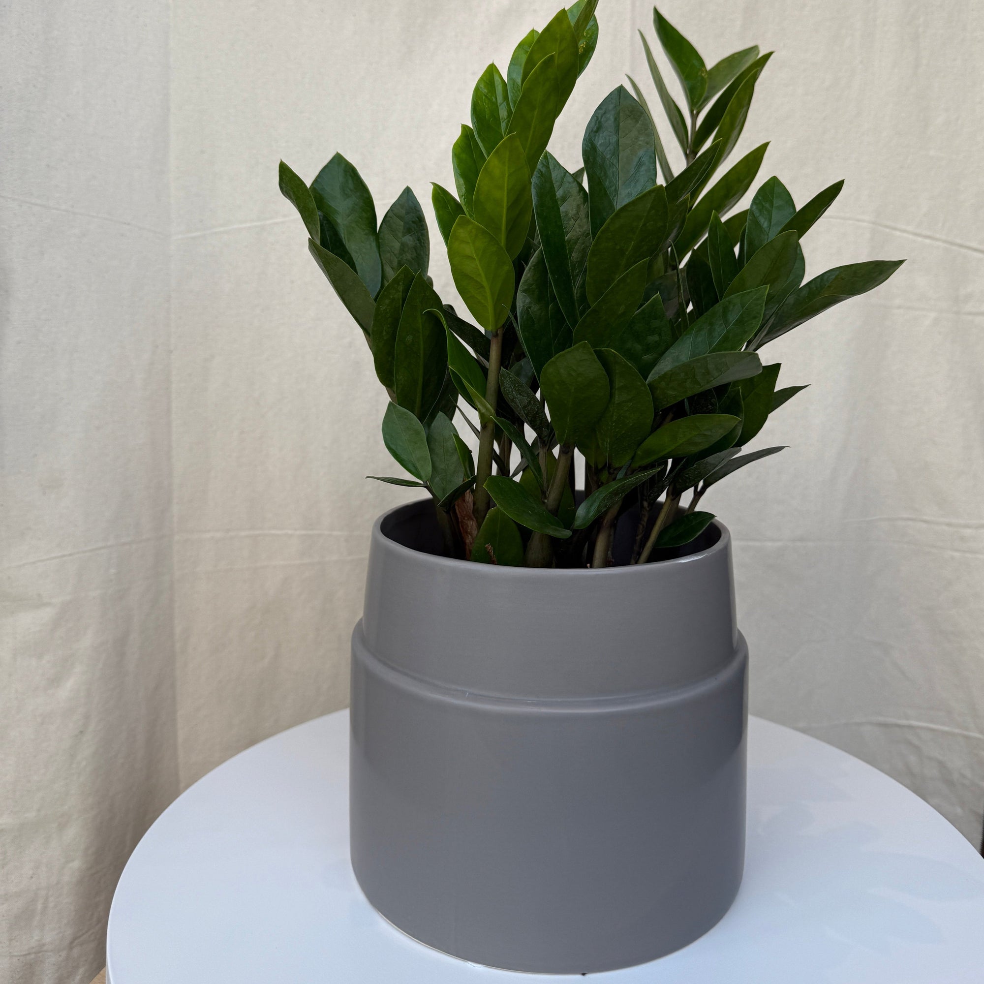 6" ZZ Plant - Bloomfields