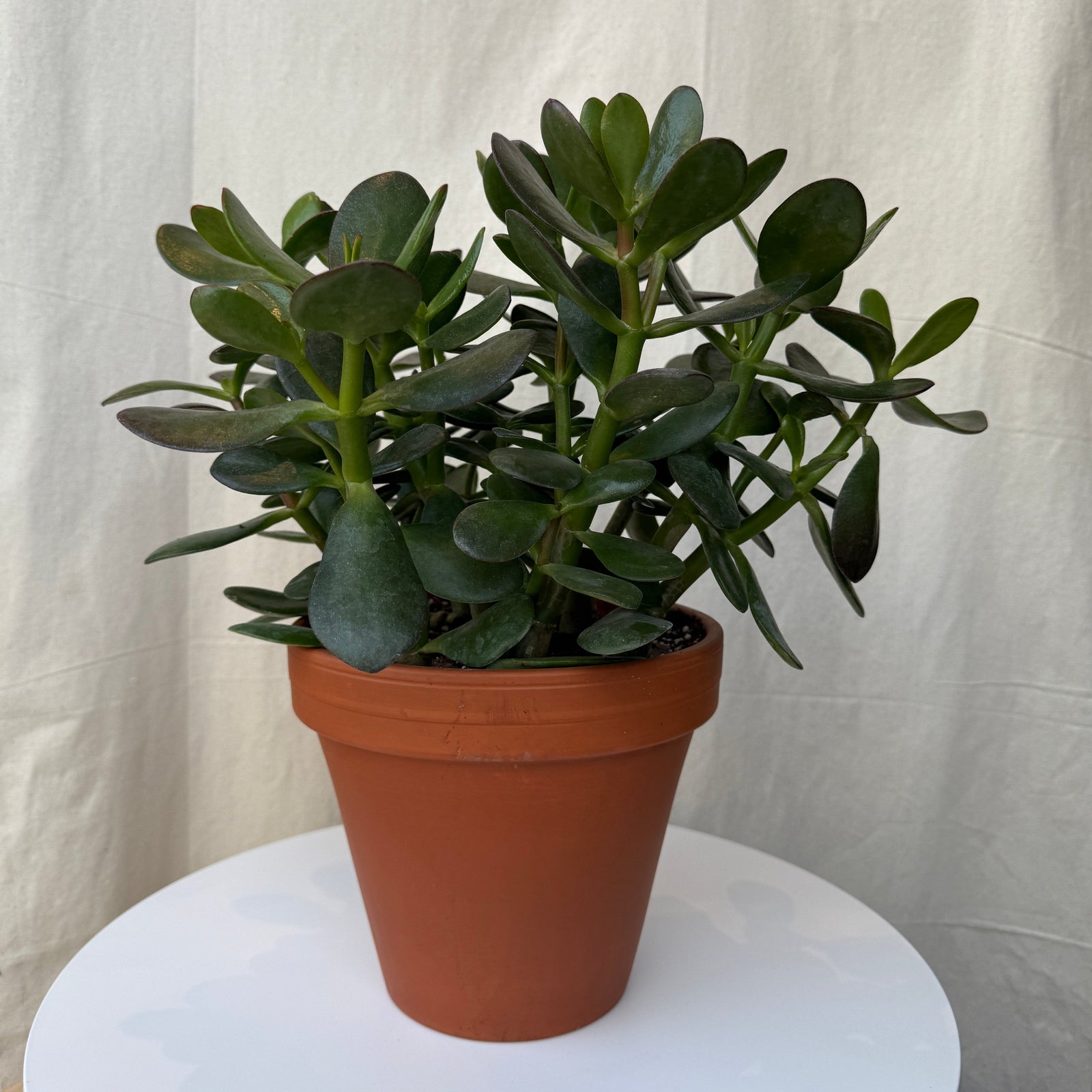 6.5" Jade Plant in Terra Cotta Pot - Bloomfields