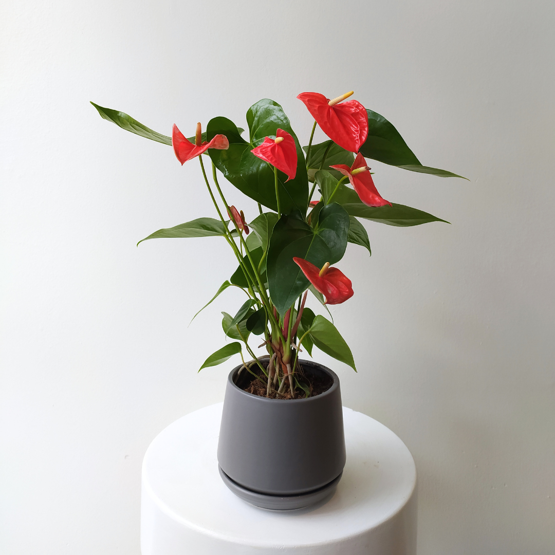 6" Orange Anthurium