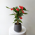 6" Orange Anthurium