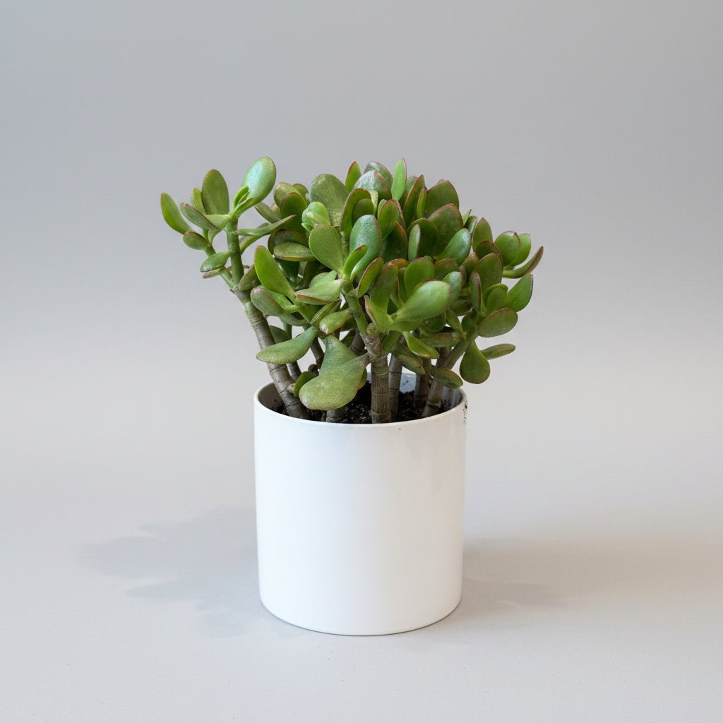6"Jade - Bloomfields