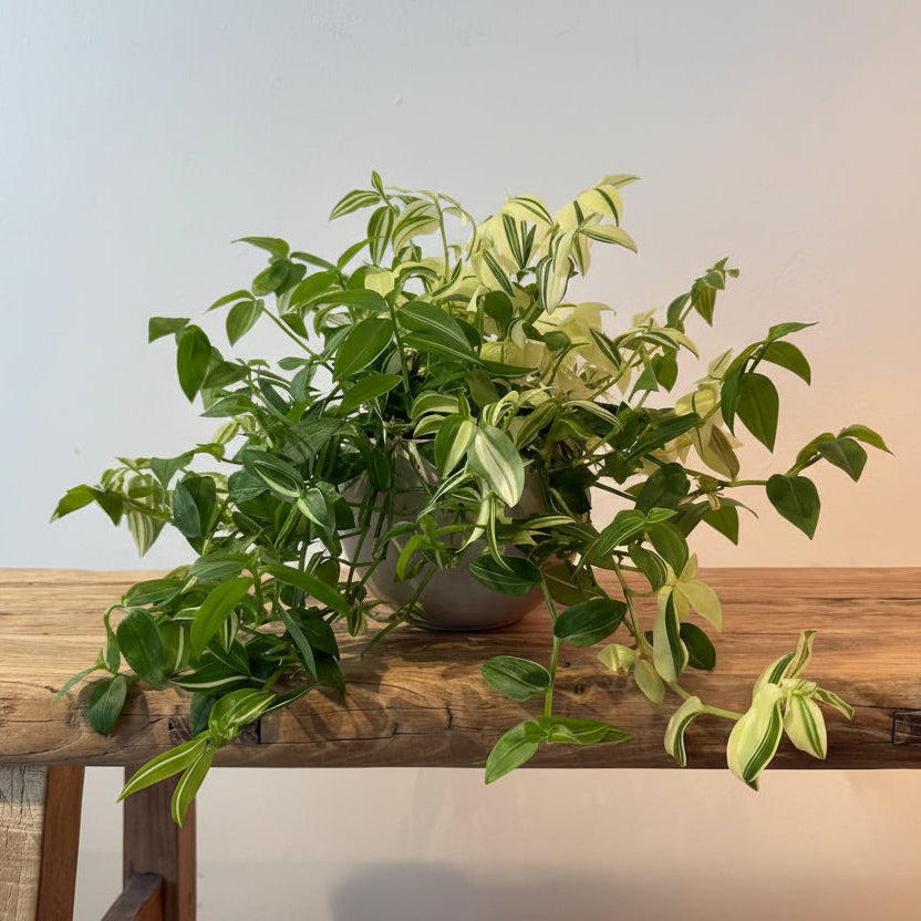 6"Tradescantia Green - Bloomfields