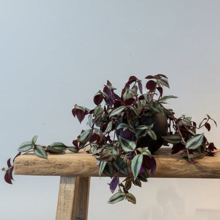 6"Tradescantia Purple - Bloomfields