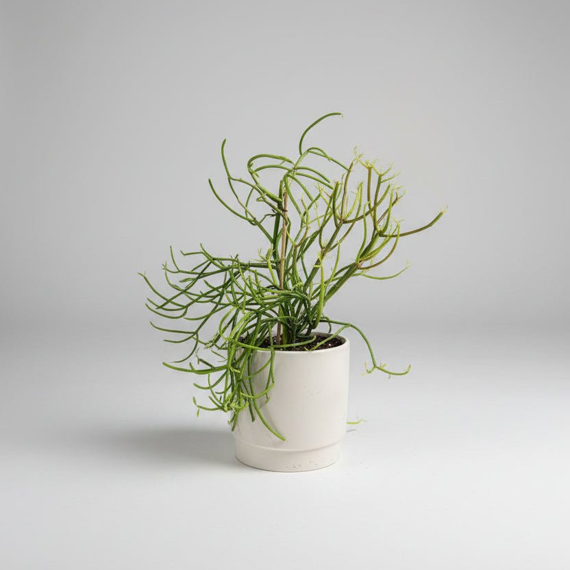 7" Euphorbia 'Firesticks' - Bloomfields