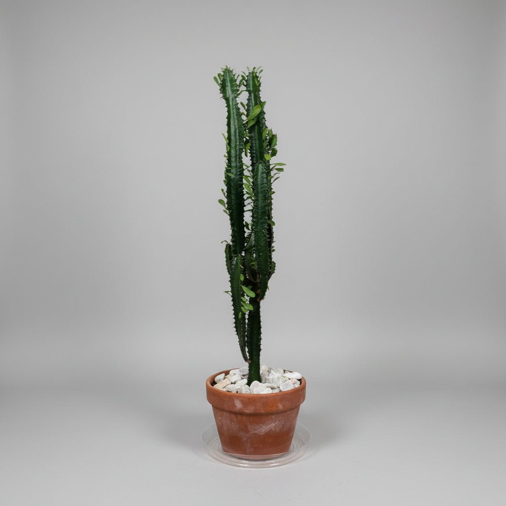 7" Euphorbia Trigona - Bloomfields