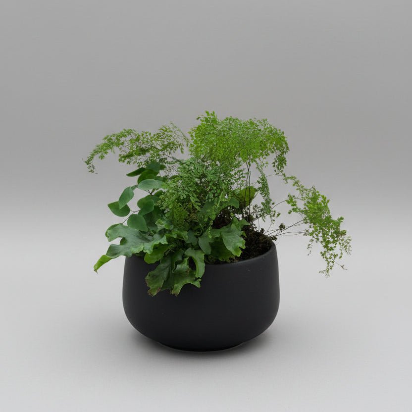 7" Fern Planter - Bloomfields