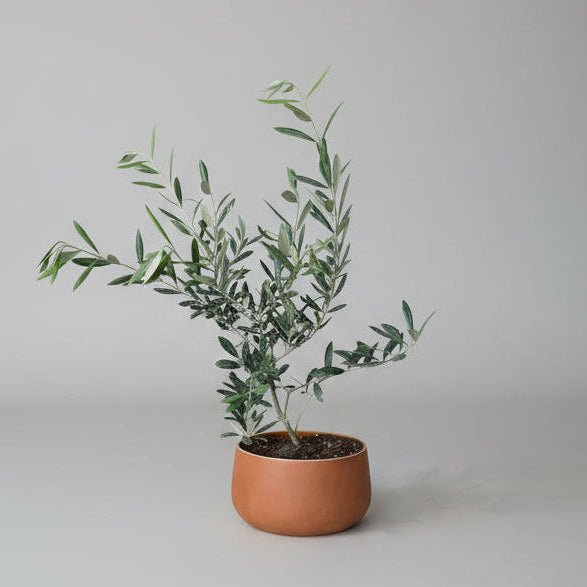 7" Olive tree - Bloomfields