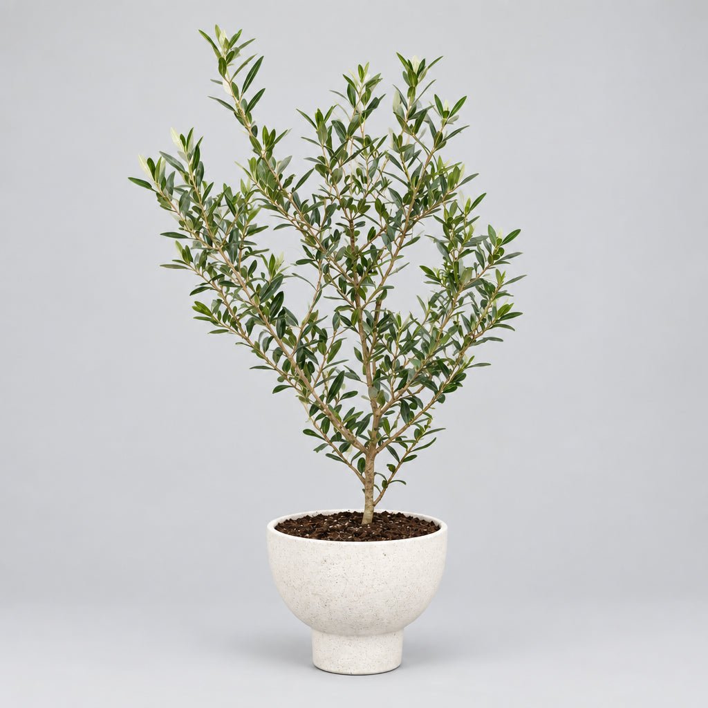 7" Olive tree - Bloomfields