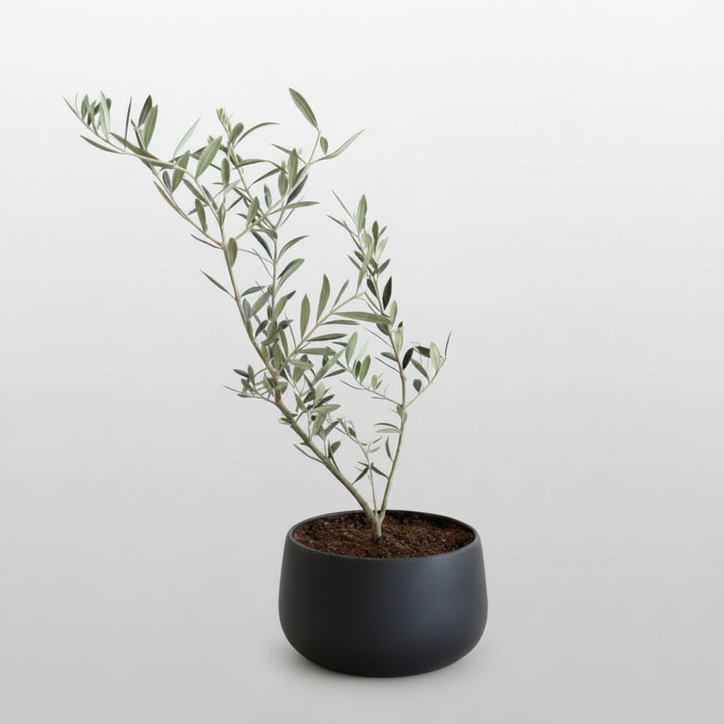 7" Olive tree in Black Ceramic Pot - Bloomfields