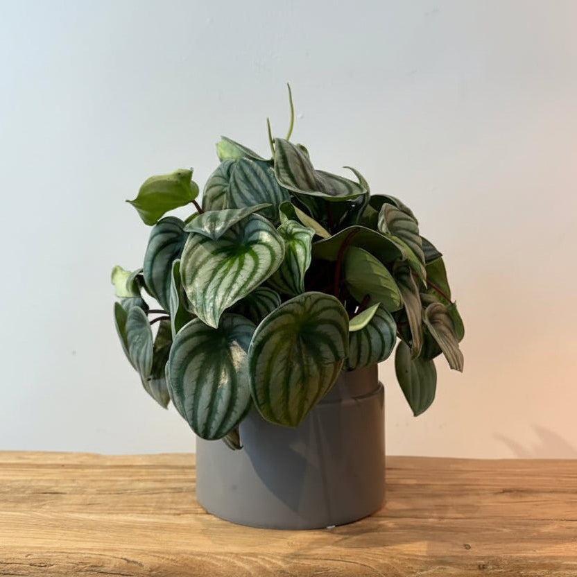 7" Peperomia Watermelon - Bloomfields
