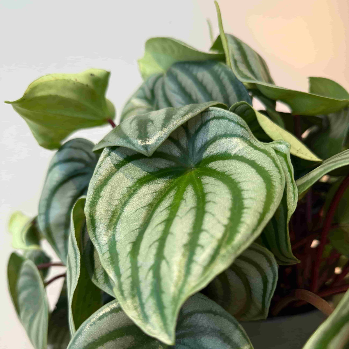 7" Peperomia Watermelon - Bloomfields