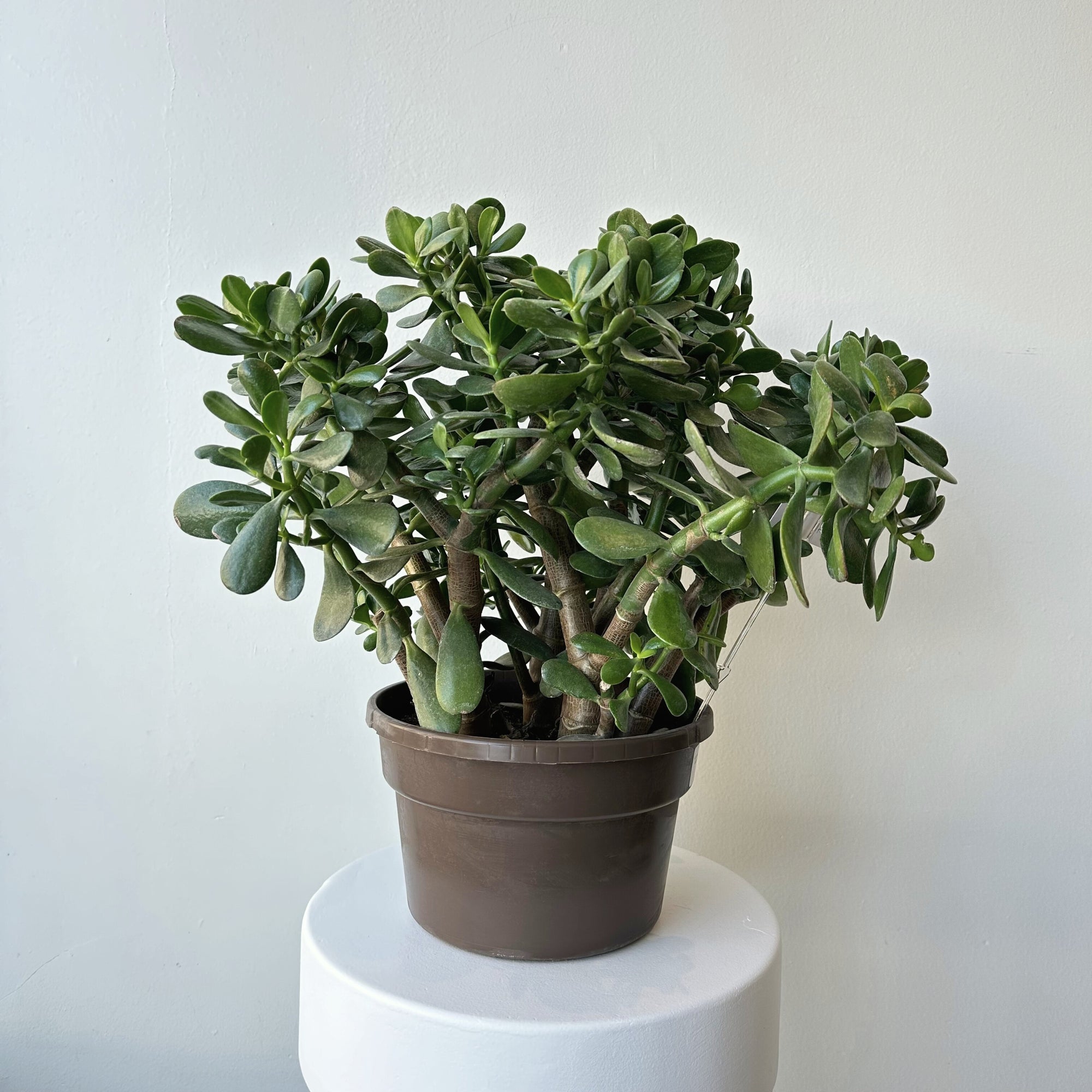 10" Jade Plant