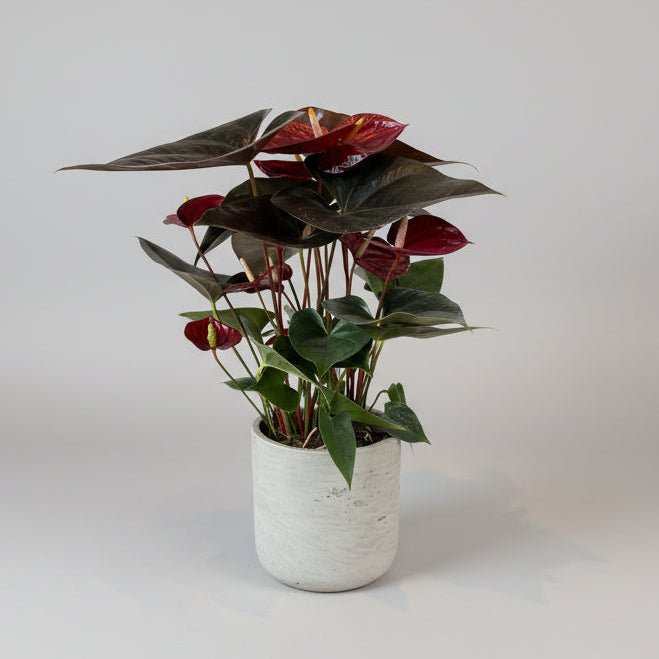 8" Burgundy Anthurium - Bloomfields