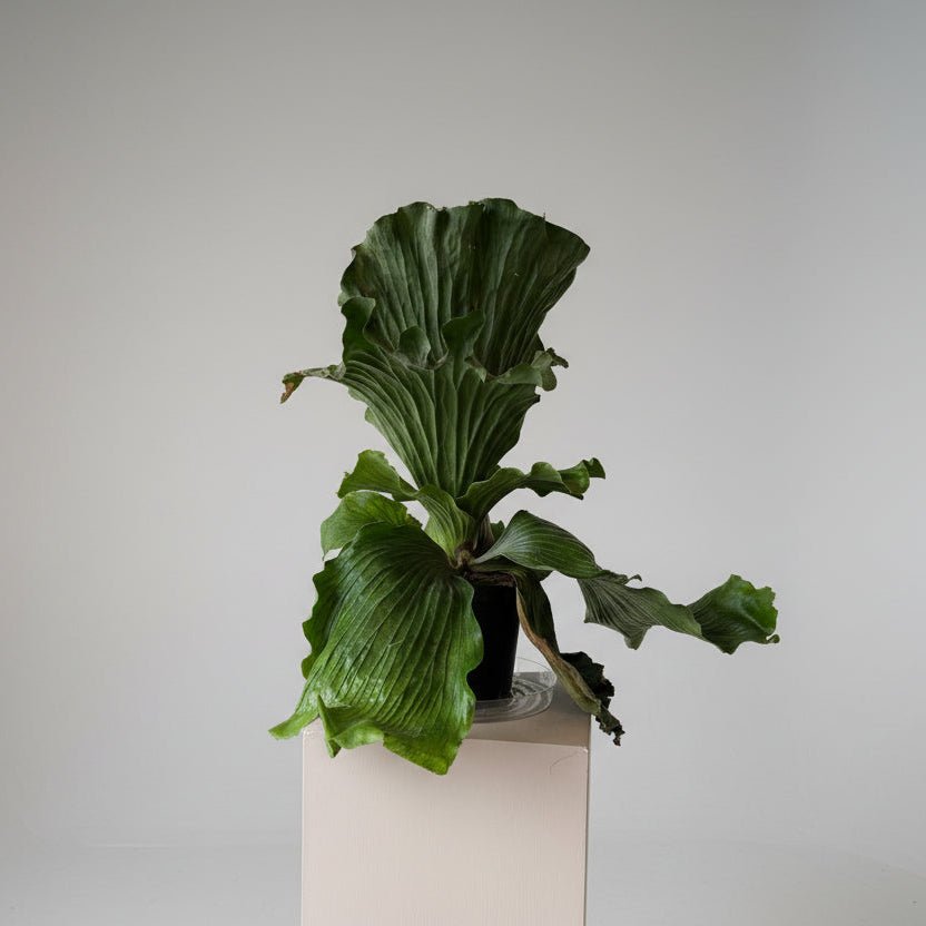 8" Elephant Ear Staghorn - Bloomfields