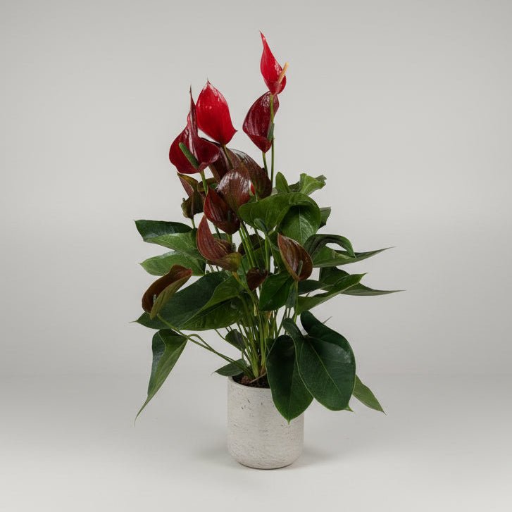 8" Large Crimson Anthurium - Bloomfields