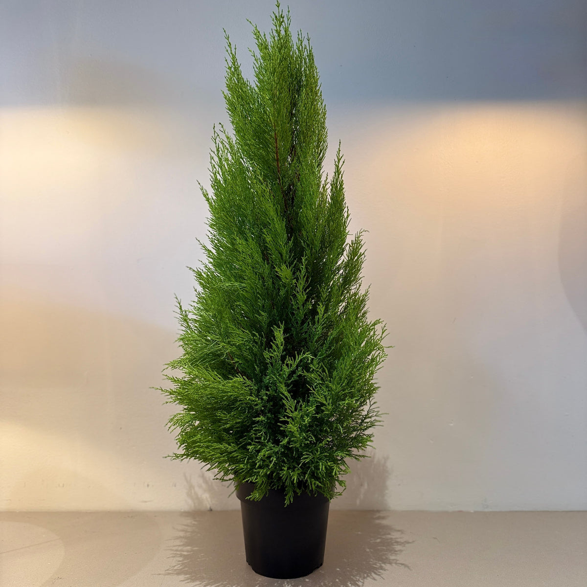 8&quot; Lemon Cypress Tree - Bloomfields