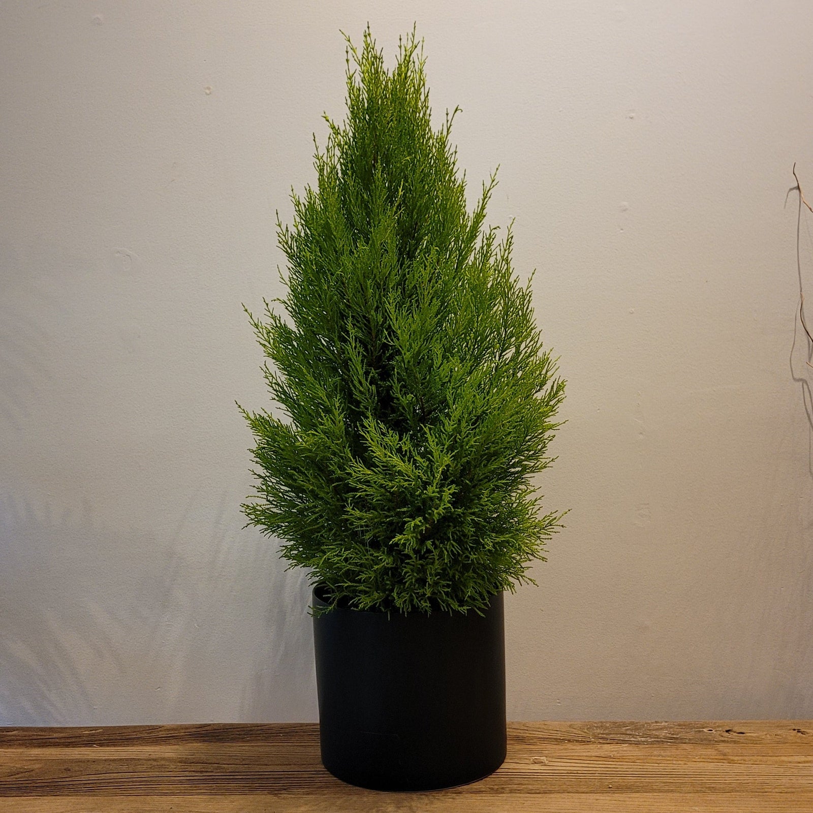 8" Lemon Cypress Tree in Ceramic Container - Bloomfields