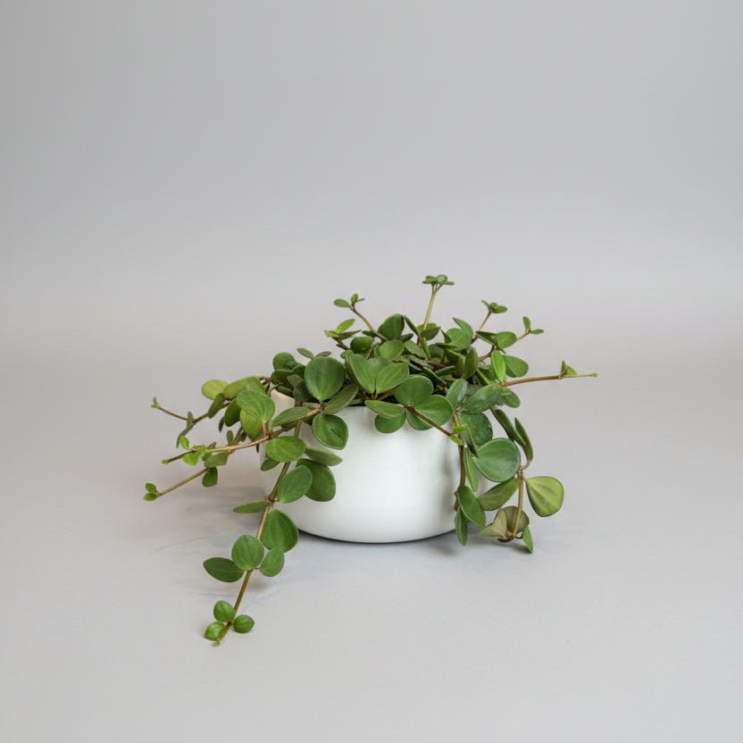 8" Peperomia 'Hope' - Bloomfields
