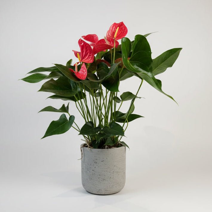 8" Pink Anthurium - Bloomfields