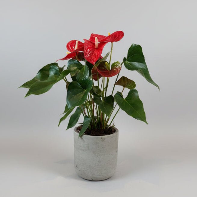 8" Red Anthurium - Bloomfields