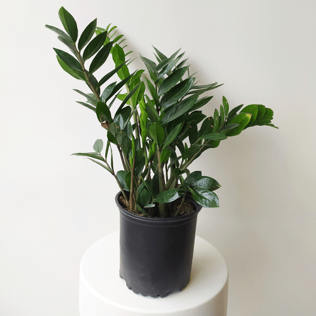 8" ZZ Plant in Growers Pot - Bloomfields