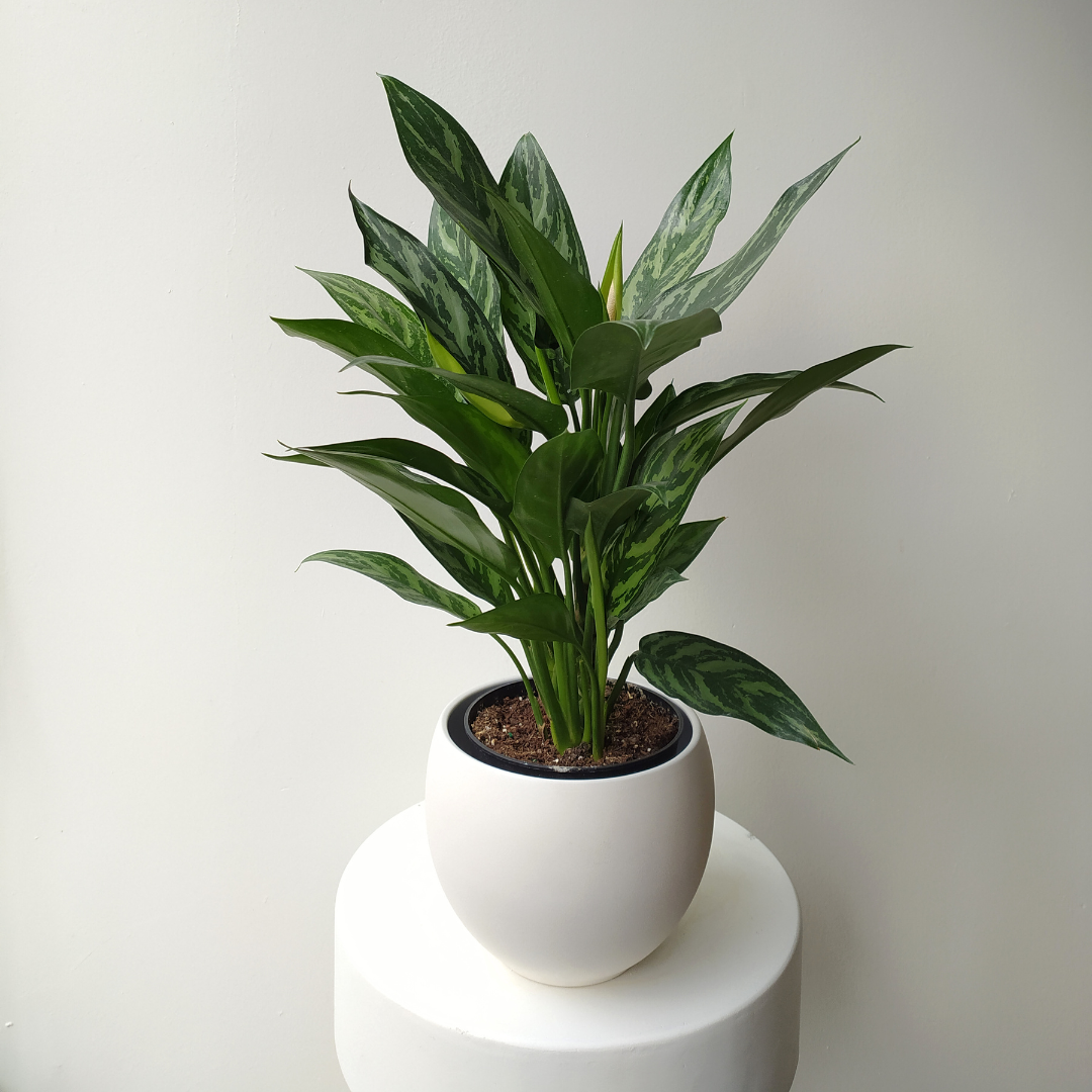 6" Aglaonema Tigress