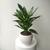 6" Aglaonema Tigress