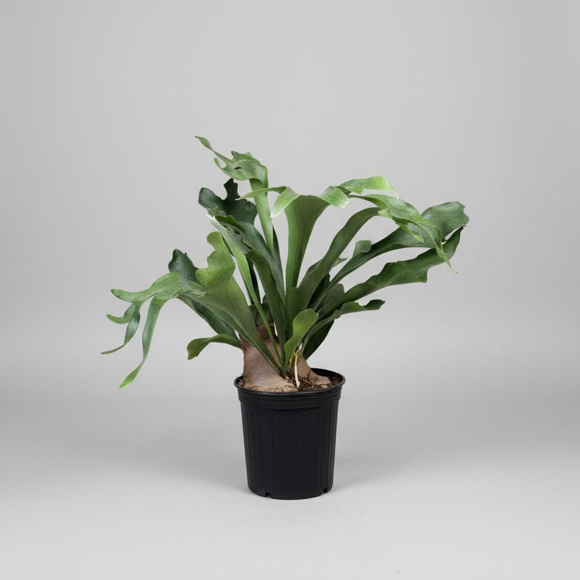 8"Staghorn Fern in Growers pot - Bloomfields
