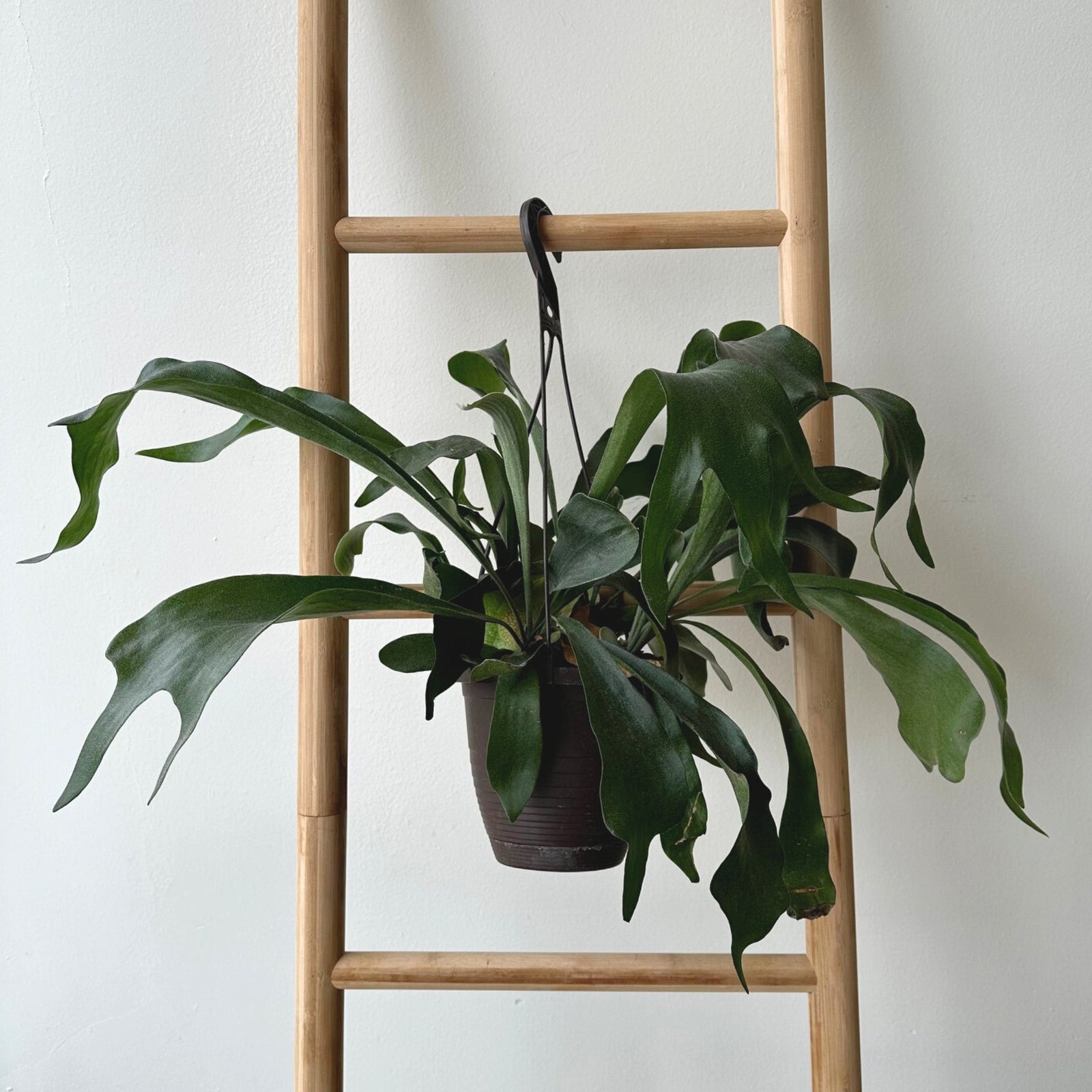8"Staghorn Fern in Hanging Pot - Bloomfields