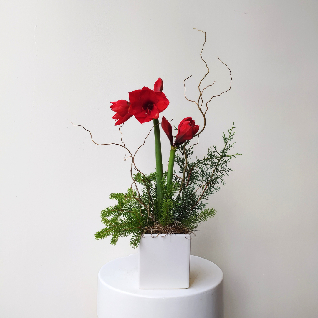 Single Potted Amaryllis