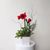 Single Potted Amaryllis