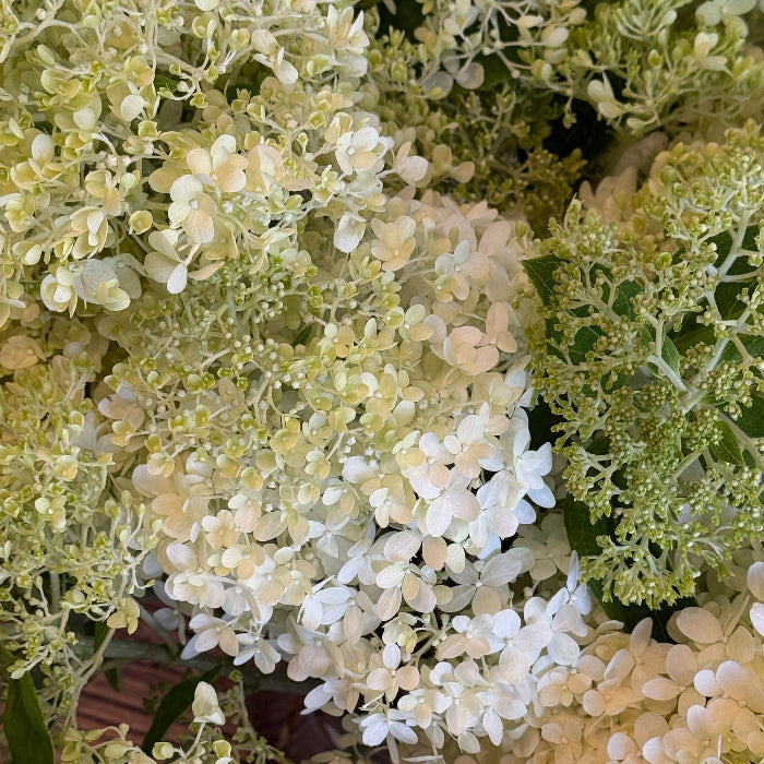 Hydrangea Market Bunch