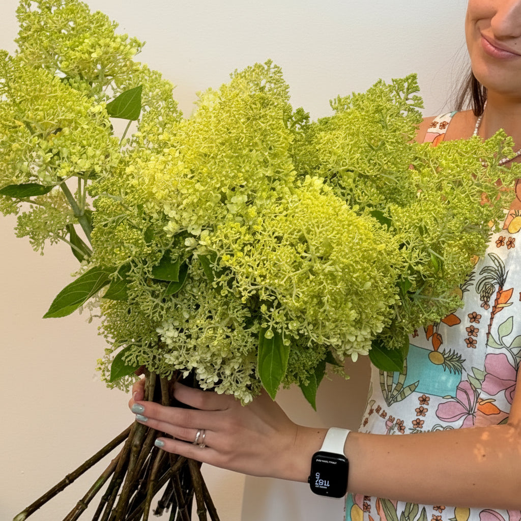Hydrangea Market Bunch