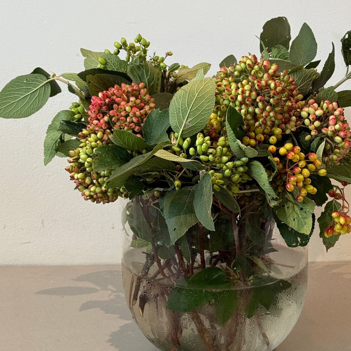 Viburnum Berries Market Bunch
