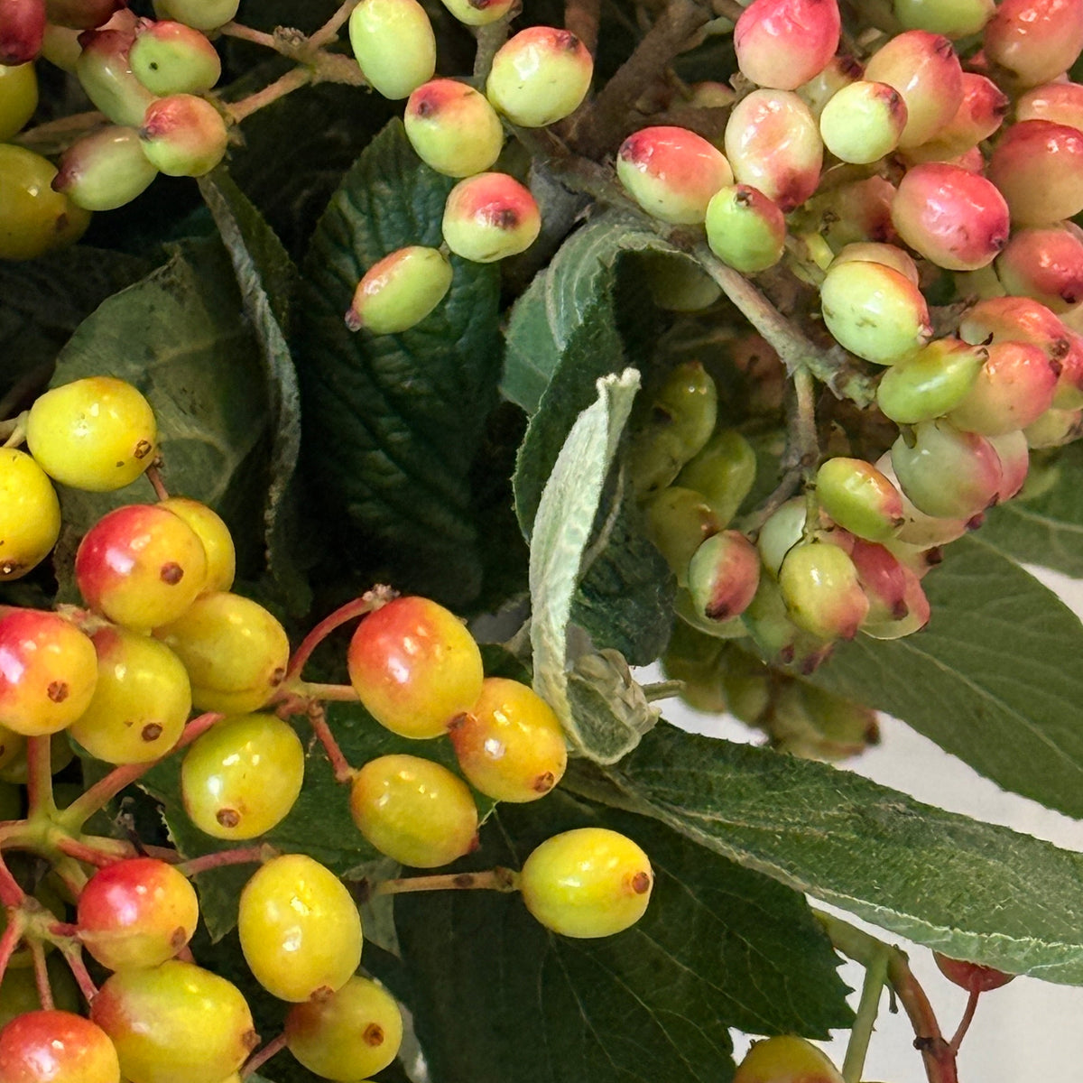 Viburnum Berries Market Bunch
