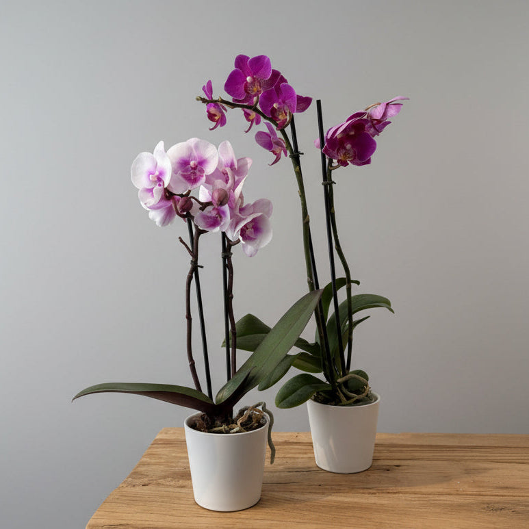 3.5" Magenta Mini Orchid